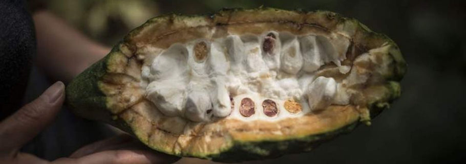 El cacao blanco criollo: la joya de la corona del chocolate peruano
