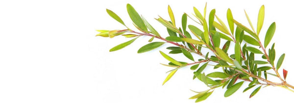 Detalle de una rama de árbol de té