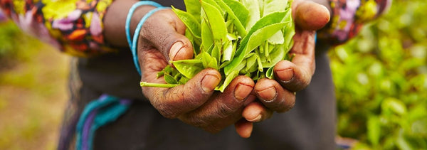 Manos de agricultora sosteniendo hojas de té recién cosechadas
