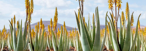 Campo de aloe vera de Comercio Justo en flor