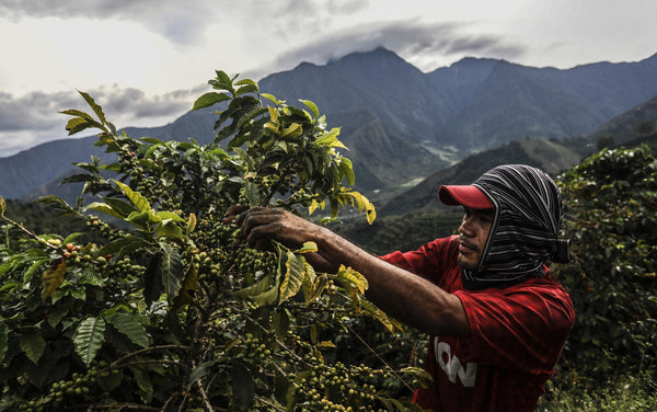Consumo y resiliencia: cuando el Comercio Justo ayuda a enfrentar el cambio climático