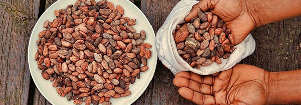 Manos sosteniendo granos de cacao