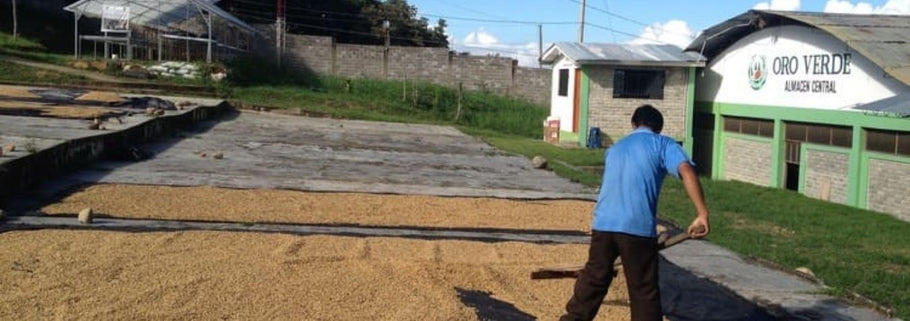 Oro Verde: café ecológico contra el cultivo de la coca en Perú