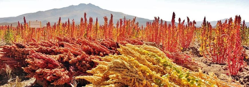 Quinoa de Comercio Justo: el superalimento con superpoderes