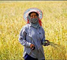 Cargar imagen en el visor de la galería, Arroz Thai Jasmine integral BIO
